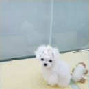 개네엄마 이미지