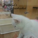 펫플러스(Pet Plus) 네이버블로그