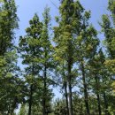 해돋이공원(바닥분수 옆) 이미지