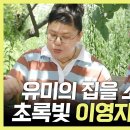 전지적 참견시점 스페셜 ＂유미의 집을 소개합니다＂ 패널들 놀란 초록빛 이영자 하우스 영상 이미지