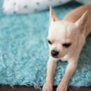 가좌동물병원 이미지