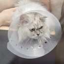 올리스 펫 타운 | 세종시 도담동 무마취 고양이 목욕 올리스24 방문 후기