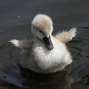 미운오리새끼 이미지