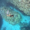 산호 | 스노클링 하다가 산호에 긁혔을때 🪸 대처법 &amp; 흉터 후기