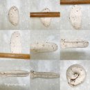 쌀 베이킹 및 홈 베이킹 이미지