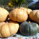 백양주유소 이미지