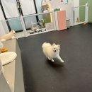 개캉스 살롱 이미지