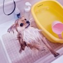 Groomer. NJ (그루머엔제이) | 부산 동래애견미용 포메라니안미용 애견스파 그루머엔제이