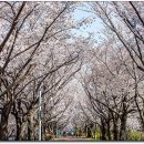 남천제방길 이미지