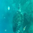 중부-현장-중부-277 | {대만} 대만 가오슝 자유여행 3박 4일 / 2일차 일정공유! 소류구 스노쿨링 거북이 포인트까지!