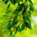 고향풍년 이미지