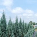 에메랄드그린 이미지