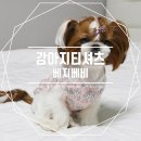 베지베비