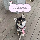 대단한펫마트 | [서울/성동구]리카리카x산리오 콜라보 성수 팝업 방문, 구매 후기