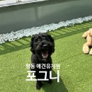 사랑과믿음유치원 | 고양시 강아지유치원 포그니 향동 애견 호텔 - 믿고 맡길 수 있어요