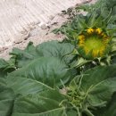 연세 행정사 사무소 이미지