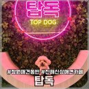플레이독애견카페 | [창원/애견동반카페] 진해 신상 애견카페 ‘탑독’ 후기