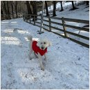 앵두목장 이미지