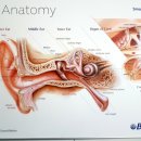 벨톤보청기 제주센터 이미지