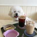 큣페이스 | 위례애견카페 [큣페이스] 강아지 수제간식&amp; 카페후기