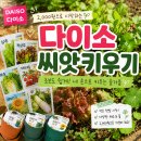 좋은씨앗제주 | 다이소 씨앗으로 제주 텃밭 시작! 아이와 함께 키워본 솔직 후기