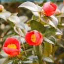 서천 마량리 동백나무 숲 이미지