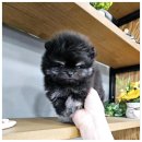 러브애견 이미지