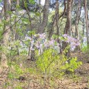 도로변(구로동로 174) | [공지] 구미 들성공원 겹벚꽃 만개, 지금 가장 예쁜 타이밍