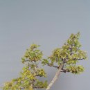 문인형 쌍간 소사나무 이미지