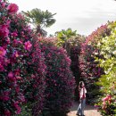 동백 | 제주 동백수목원 방문후기, 동백꽃 촬영 포인트 정리