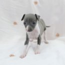 내품안의반려견 노원점 이미지