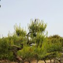 잉꼬농장 이미지