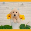 어서와 댕댕아 이미지