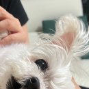 그래요