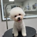 퍼스트멍멍 이미지