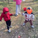 주식회사 이엘티플러스 농업회사법인 | 파주 사과농장 디엠지플러스 사과 따기 체험 후기