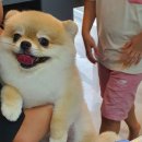 제이앤제이애견 이미지