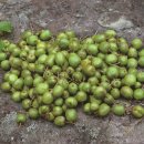 다래농장2 이미지