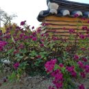 여주-1022 이미지