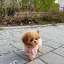 이정훈 강아지 이미지