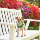 하이독스 이미지