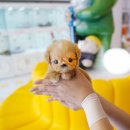 부산강아지분양 테디럽 명지본점 이미지