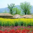 하얀기쁨 이미지