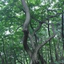 동백중학교 사거리(동백중) | 용인 석성산~할미산성