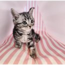 도그365 | 일산도그마루에서 경험한 특별한 강아지입양 후기!