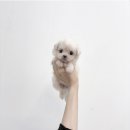 중랑 | 망우동강아지분양 코카스파니엘 찾다가 퍼피플라워 중랑점 후기