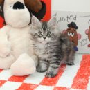 울산 고양이분양 미유펫 이미지