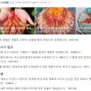 구울래 | 용인 노포 감성 해산물 포차, ‘구울래찔래’ 주말 저녁 방문 후기 (++ 꽃새우 정복하러 갔다가 소주에...