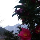 동백여관 | 통영 사량도의 밤과 지리망산