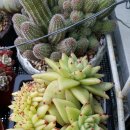 아이스케치 - 달서구 | 아이스케치